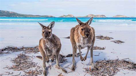 a picture of 2 kangaroos by the beachside